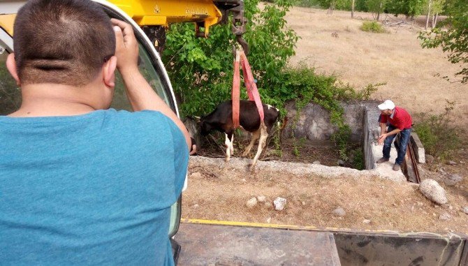 Boş Havuza Düşen İnek Vinçle Kurtarıldı