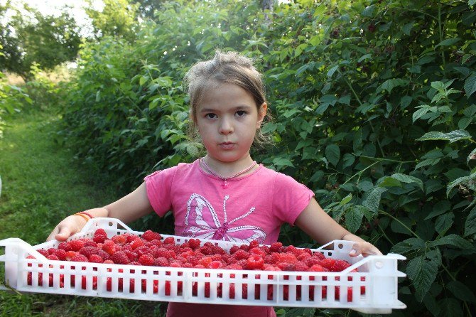 Bosna Hersek’te Tika Tarafından Başlatılan "Ahududu Yetiştiriciliği Projesi" İlk Hasadı Verdi