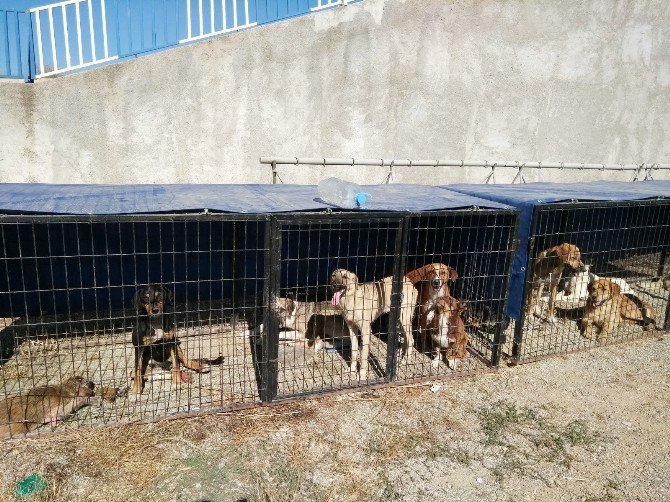 Hisarcık Belediyesi Sokak Köpeklerine Sahip Çıktı