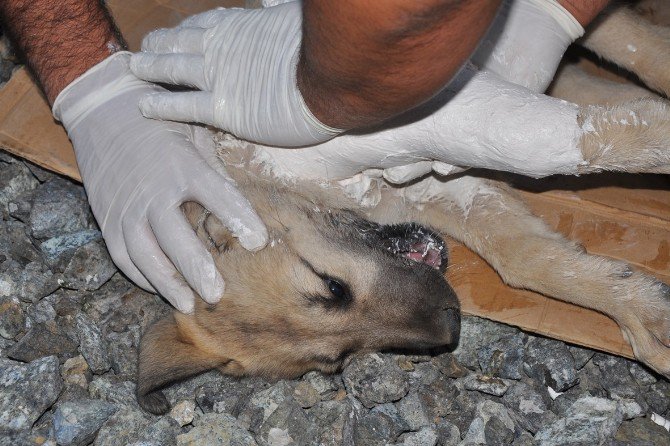 Ayağı Kırılan Köpeği Ortopedi Çalışanı Tedavi Etti