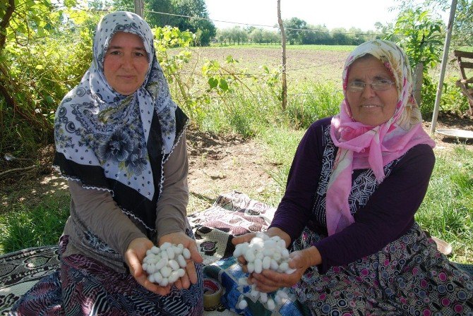 Samsun’da İpek Böceği Yetiştiriciliği Artıyor