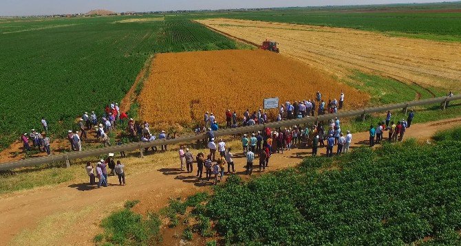 Şanlıurfa’da Tarla Günü Düzenlendi