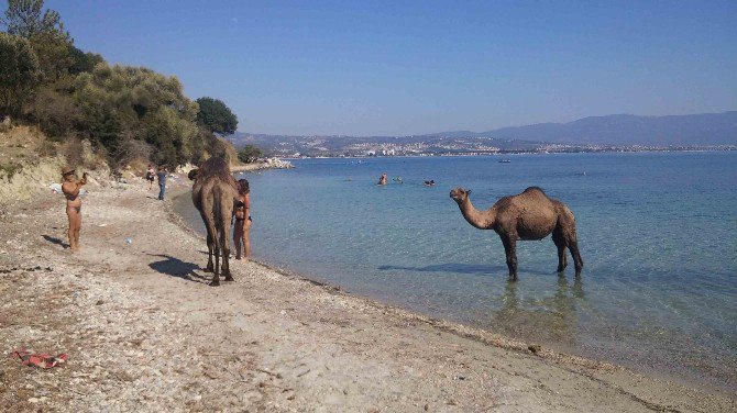 Kuşadası’ndaki Eski Çıplaklar Kampı Develere Emanet