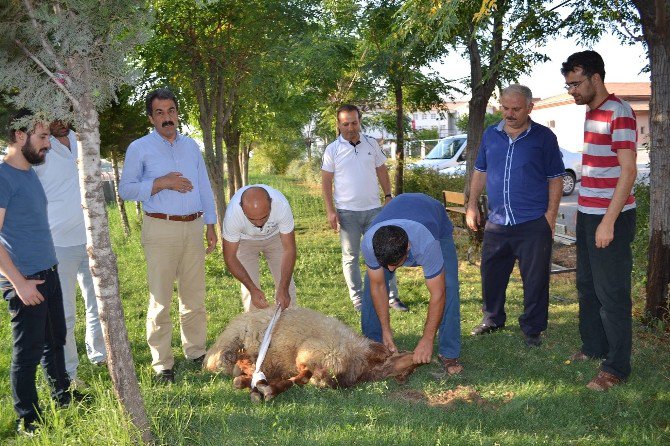 Püskürtülen Darbe İçin Kurban Kestiler