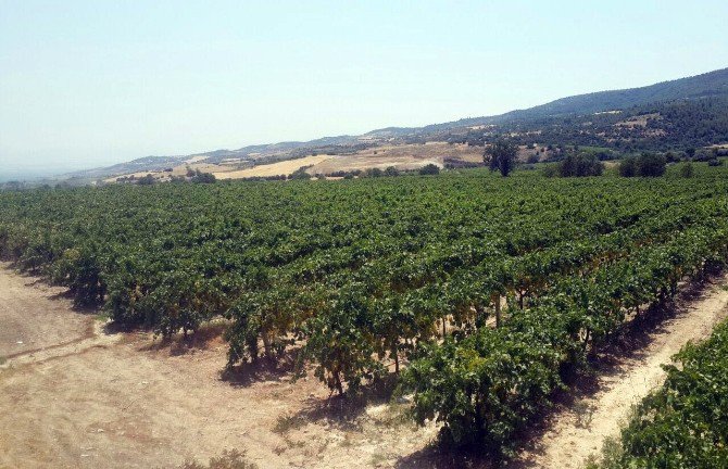 İlk Turfanda Çekirdeksiz Üzümde Hasat Başladı