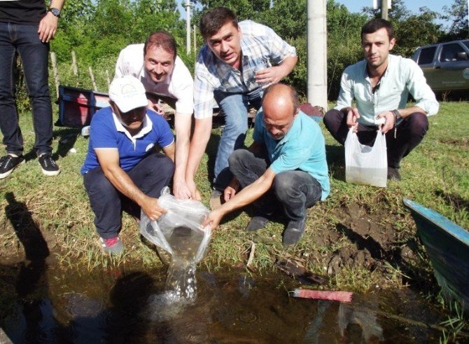 Samsun’da Göletlere 85 Bin Pullu Sazan Yavrusu Bırakıldı