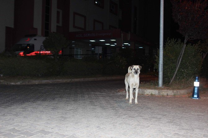 Aydın’da Sokak Köpekleri Korku Salmaya Başladı