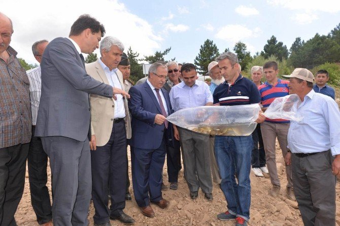 Sekiören Göleti’ne Sazan Yavruları Bırakıldı