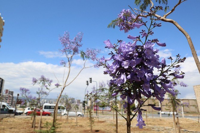 Mezitli’de Jacarandalar Çiçek Açmaya Başladı