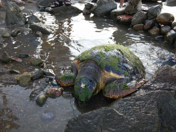 Yaralı Caretta Caretta Tedavi Altına Alındı