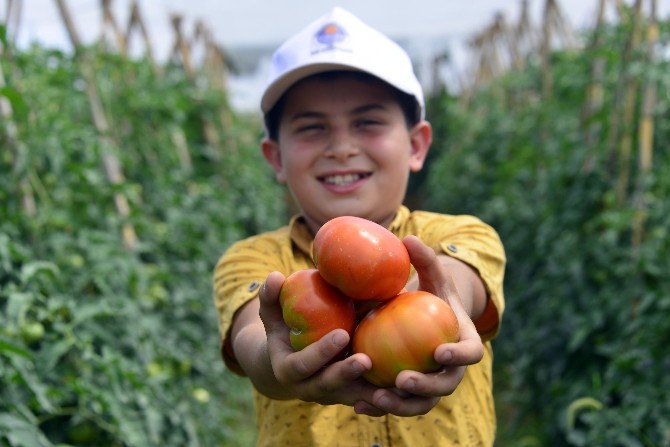 Çamlıyayla’da Çiftçilerin İlk Domates Hasadı Sevinci