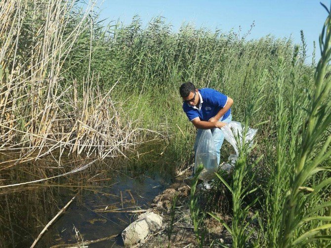 Söke’de Azap Gölü Ve Azmaklara 65 Bin Yavru Sazan Bırakıldı