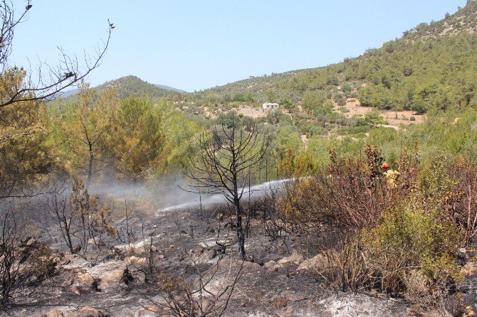 Bodrum’da Orman Yangını