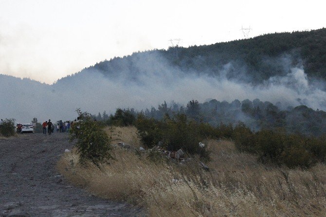 Balıkesir’de 2 Hektarlık Çam Ormanı Kül Oldu