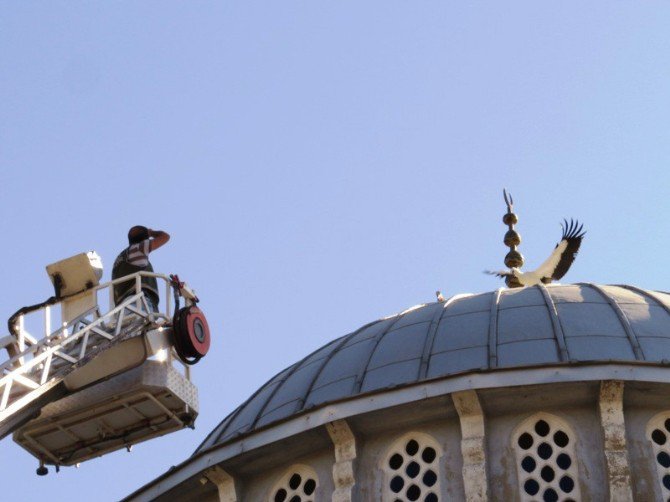 Cami Kubbesinden Düşen Yavru Leylek Kurtarıldı