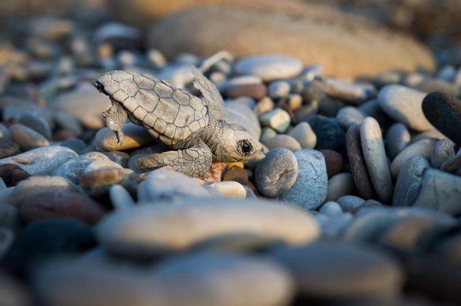 Caretta Caretta Yavruları Denizle Buluşmaya Başladı