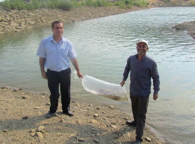 Hüyük’ün Göletlerine 10 Bin Yavru Sazan