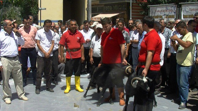 Gölbaşı İlçesinde Şükür Kurbanları Kesildi