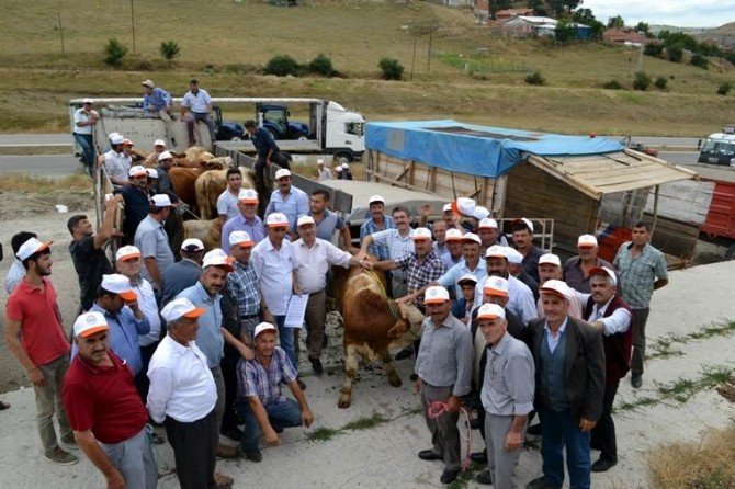 Samsun’da 42 Adet Boğa Dağıtıldı