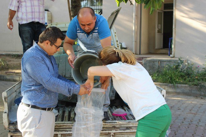 Göletlere 72 Bin Yavru Sazan Balığı Bırakıldı