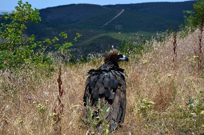 Tedavisi Tamamlanan Kara Akbabalar Özgürlüğe Kanat Çırptı