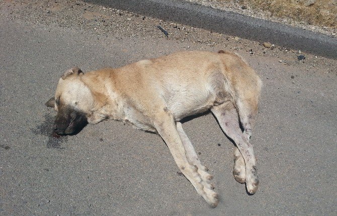 Kangal Cinsi Köpeklerin Zehirlendiği İddia Edildi