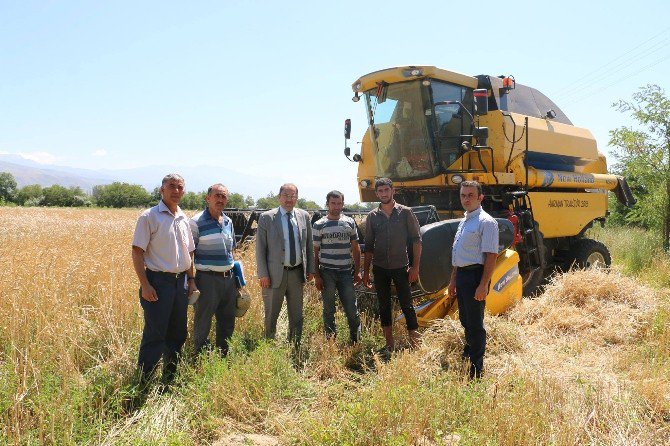 Erzincan’da Hububat Hasadına Sıkı Denetim