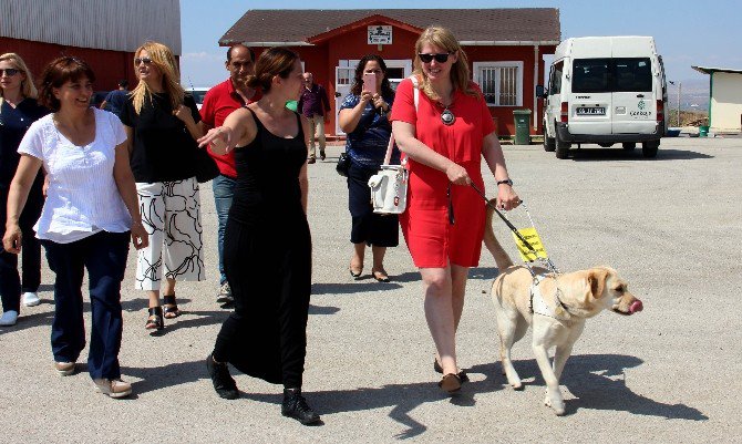 Magie Moore Rehber Köpekler İçin Barınakta