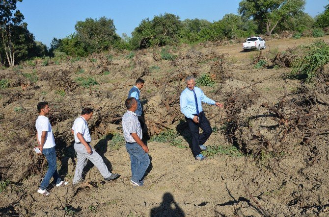 Mersin’de 152 Hektar Alanda Endüstriyel Ağaçlandırma Çalışmaları Yapılıyor