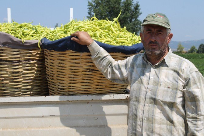 Yenişehir’de Biber Hasadı Başladı