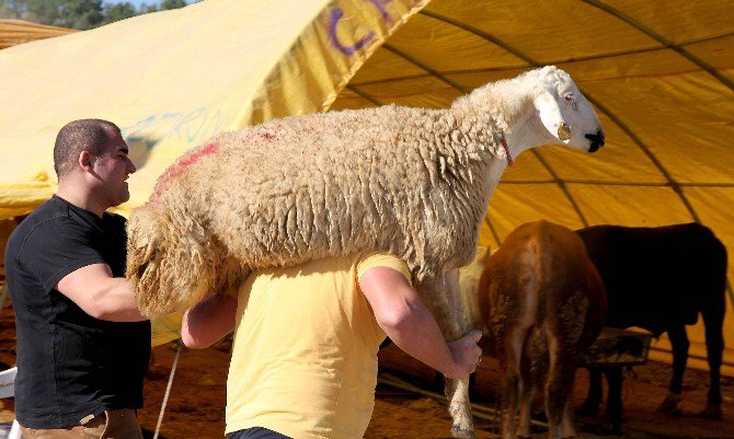 Çankaya’da Kurban Bayramı Hazırlıkları Başladı