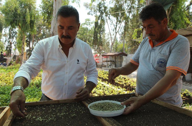 Toroslar’da Kahve Yetiştiriciliği İçin Fizibilite Çalışması Başladı