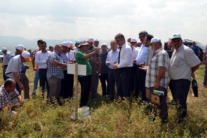 Vezirköprü’de Nohut Tarla Günü