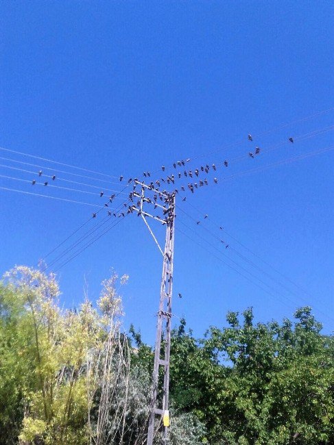 Vedaş Çalışmalarını Sürdürüyor