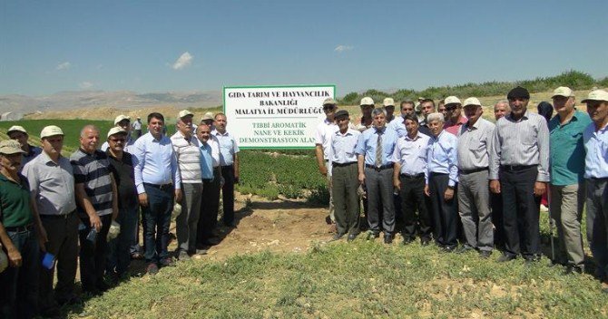 Akçadağ’da Tıbbi Ve Aromatik Bitki Yetiştiriciliği