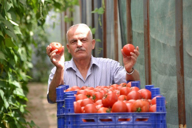 Deregümü Domatesi İhracat Yolunda