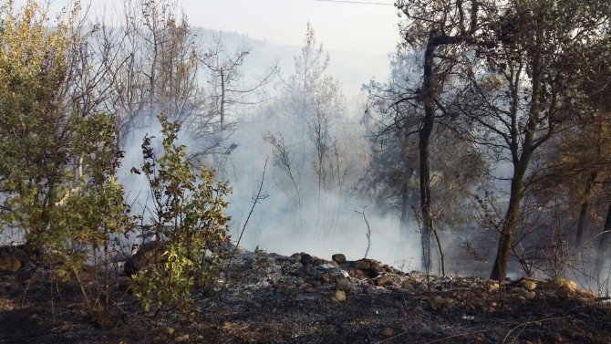 Osmaneli’nin Avdan Köyünde Çıkan Orman Yangını Kontrol Altına Alındı