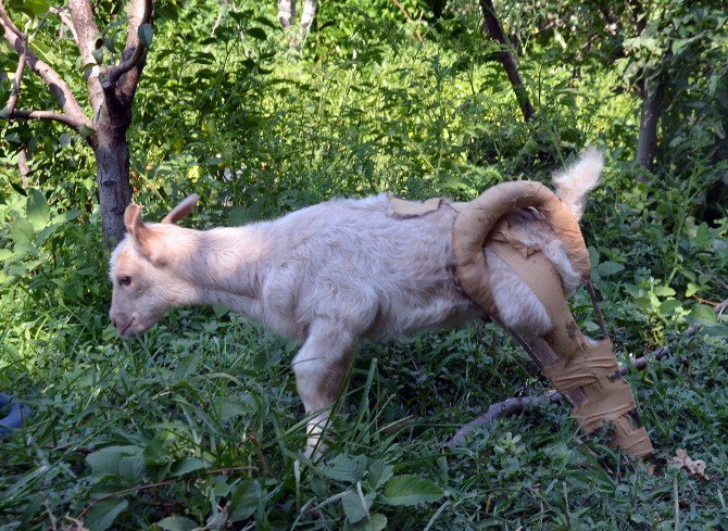 Yaralı Oğlağı Çocuklar Kurtardı