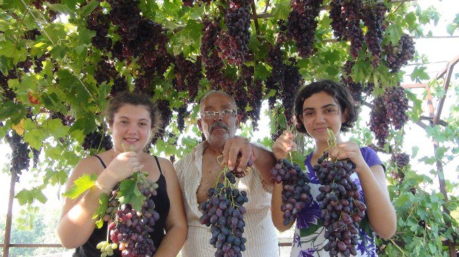 Salkımı 5 Kilo Gelen 1 Ton Üzümü Bedava Dağıtıyor