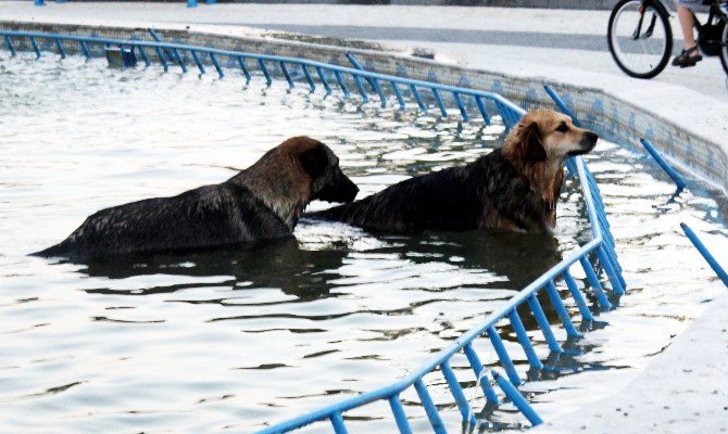 Köpeklerin Havuz Keyfi