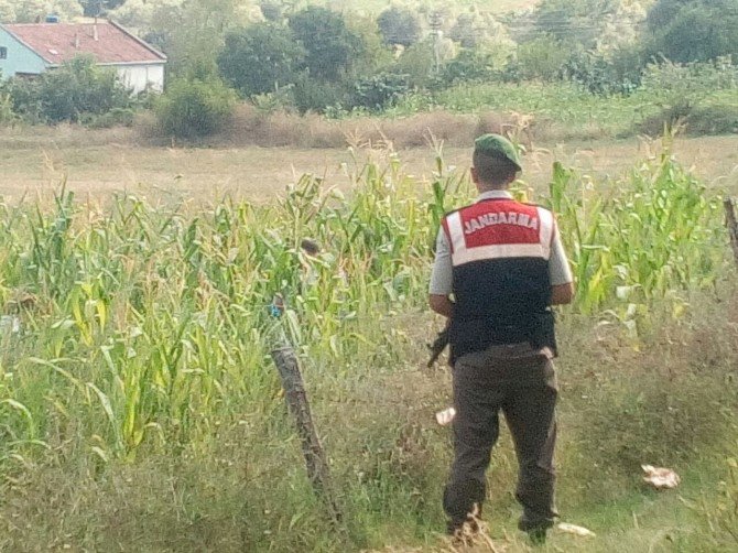 Alaçam’da 200 Kök Hint Keneviri Ele Geçirildi