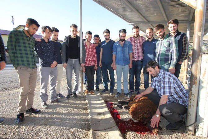 Bayburtlu Gençler Harçlıklarıyla Kurban Kesip İhtiyaç Sahiplerine Dağıttı