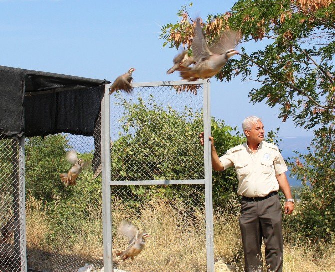 Darbe Mağduru Keklikler Doğaya Salındı