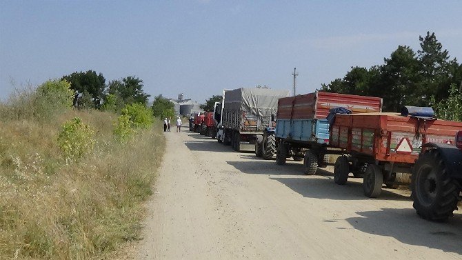 Buğday Kuyruğu Başladı