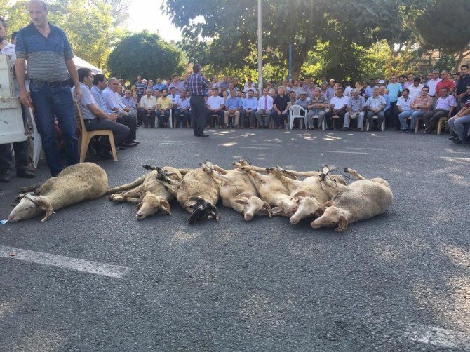 Koçarlı’da 7 Kurban Birden Kesildi