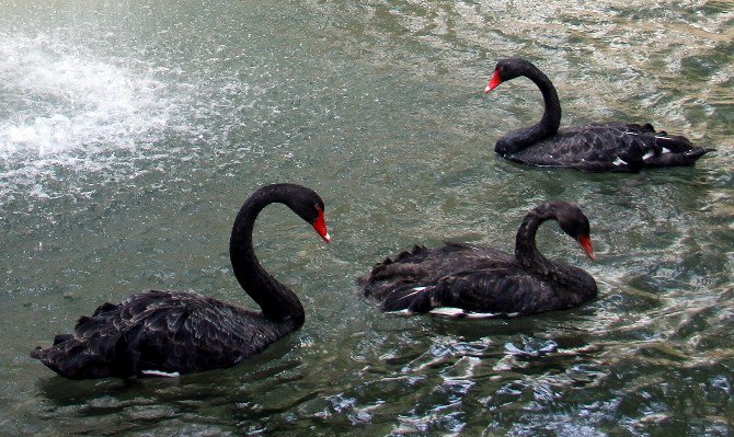 Kuğulupark’taki Yavru Kuğular Büyüdü