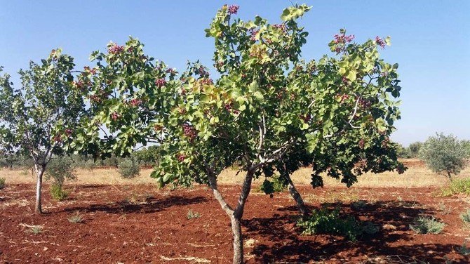 Kilis’te Fıstık Hasadı Sürüyor