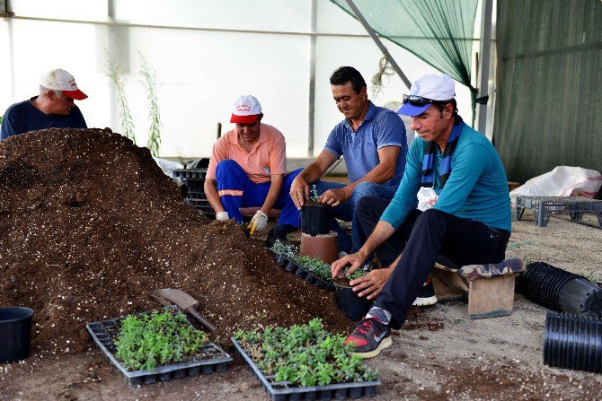 Muratpaşa’da 2 Milyon Çiçek Üretilecek