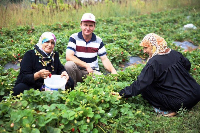 Nilüfer Organik Çilek Ve Enginarın Merkezi Oluyor