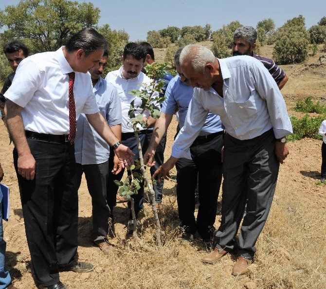 Menengiçler, Fıstığa Dönüştürülüyor